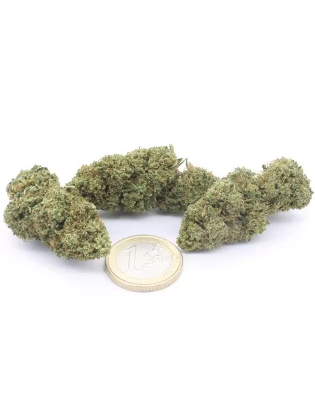 Mimosa